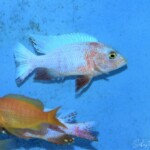 Sciaenochromis pink flush
