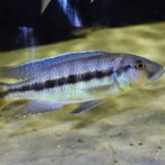 Taeniochromis holotaenia