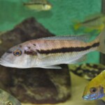 Taeniochromis holotaenia