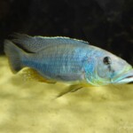 Tyrannochromis macrostoma manda