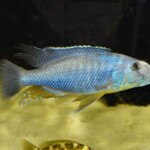 Tyrannochromis macrostoma manda