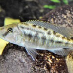 Tyrannochromis nigriventer manda