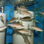 Cyprichromis jumbo Mpimbwe