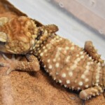Nephrurus amyae