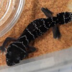 Nephrurus levis levis