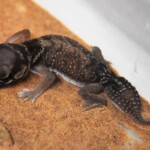 Nephrurus pilbarensis