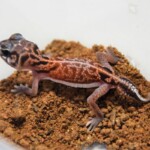 Nephrurus vertebralis