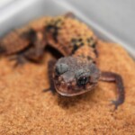 Nephrurus wheeleri cinctus