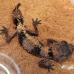 Nephrurus wheeleri cinctus