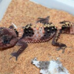 Nephrurus wheeleri cinctus