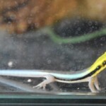 Phelsuma klemmeri