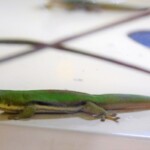 Phelsuma laticauda