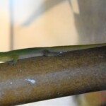 Phelsuma laticauda