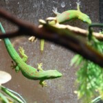 Phelsuma laticauda