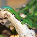 Phelsuma quadriocellata