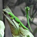 Phelsuma quadriocellata