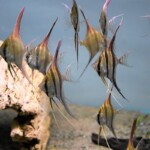 Pterophyllum altum