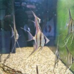 Pterophyllum altum