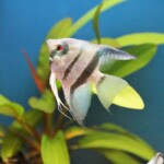Pterophyllum scalare blue