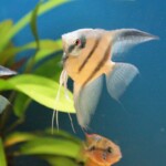 Pterophyllum scalare blue