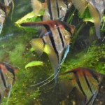 Pterophyllum scalare manacapuru