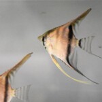 Pterophyllum scalare