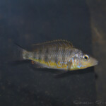 Gnathochromis pfeferi Uvira