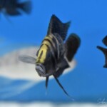 Altholamprologus calvus noir « Moliro »