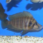 Altolamprologus compre Red Fin Mabilibili