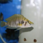 Altolamprologus compre Red fin Mabilibili femme sauvage