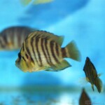Altolamprologus compressiceps Yellow Chaitika femelle