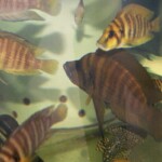 Altolamprologus compressicepsYellow Chaitika mâle