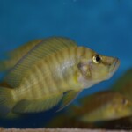 Altolamprologus calvus Vellow