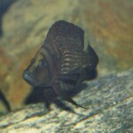Altolamprologus calvus black pectoral