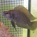 Altolamprologus calvus blanc femelle F0