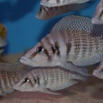 Altolamprologus calvus white sauvage