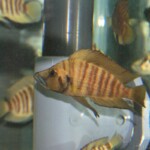 Altolamprologus compre Gold
