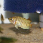 Altolamprologus comprecisseps