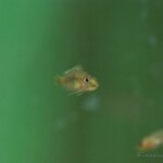 Altolamprologus comprecisseps alvin