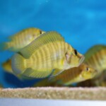 Altolamprologus comprecisseps