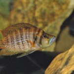 Altolamprologus comprecisseps