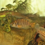 Altolamprologus comprecisseps femelle
