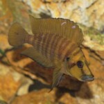 Altolamprologus comprescisep