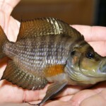 Altolamprologus compressiceps Gold Head Muzi