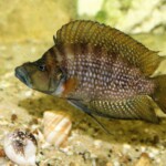 Altolamprologus compressiceps Gold Head Muzi