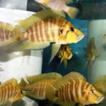 Altolamprologus compressiceps