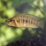 Altolamprologus compressiceps Gold Head Kasanga