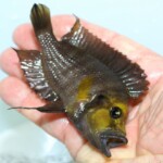 Altolamprologus compressiceps Gold Head Muzi