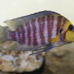 Altolamprologus compressiceps Gold Head Muzi