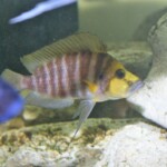 Altolamprologus compressiceps Gold Head Muzi